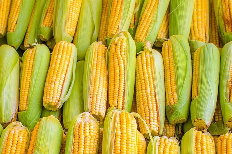 Corn field