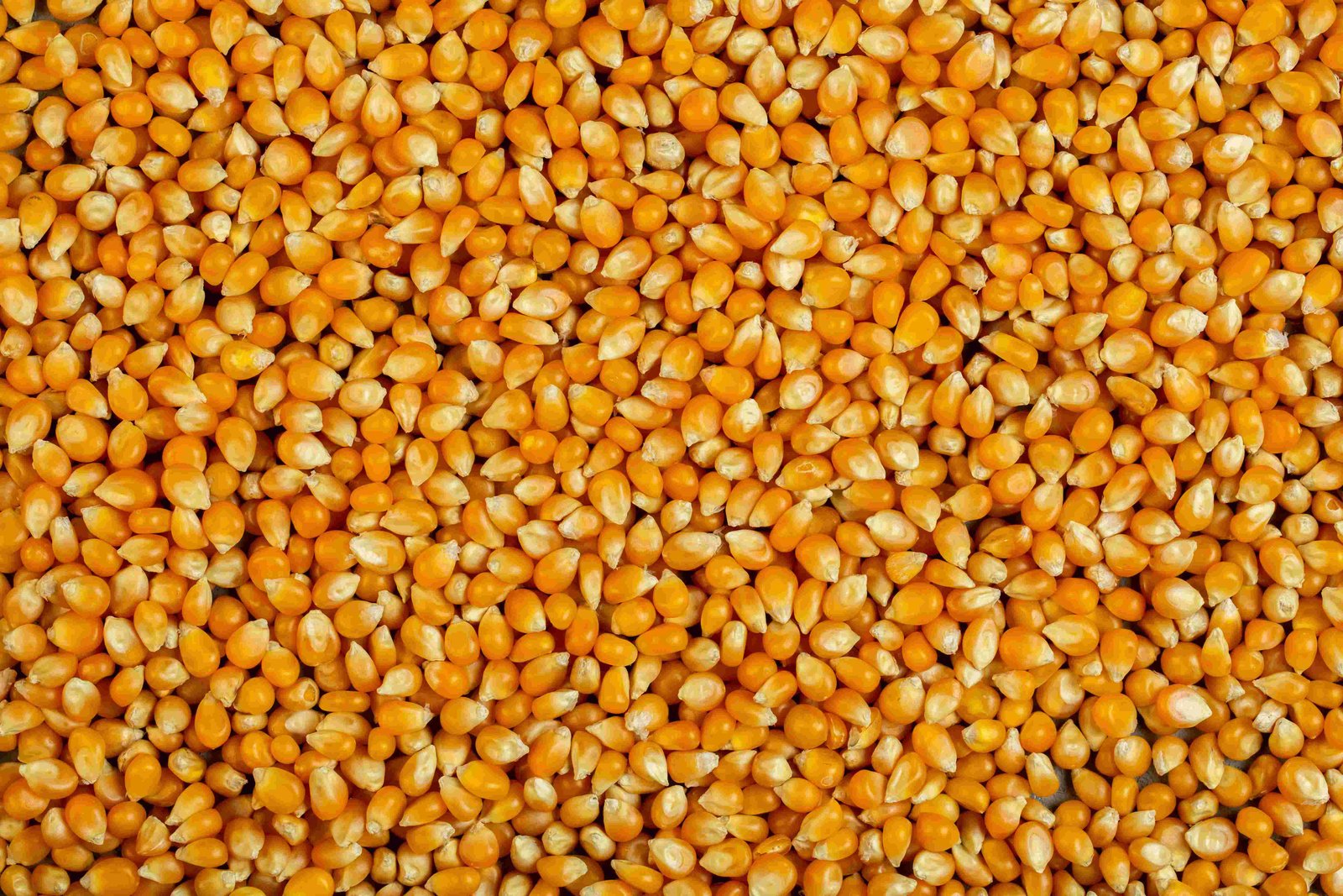 Corn field