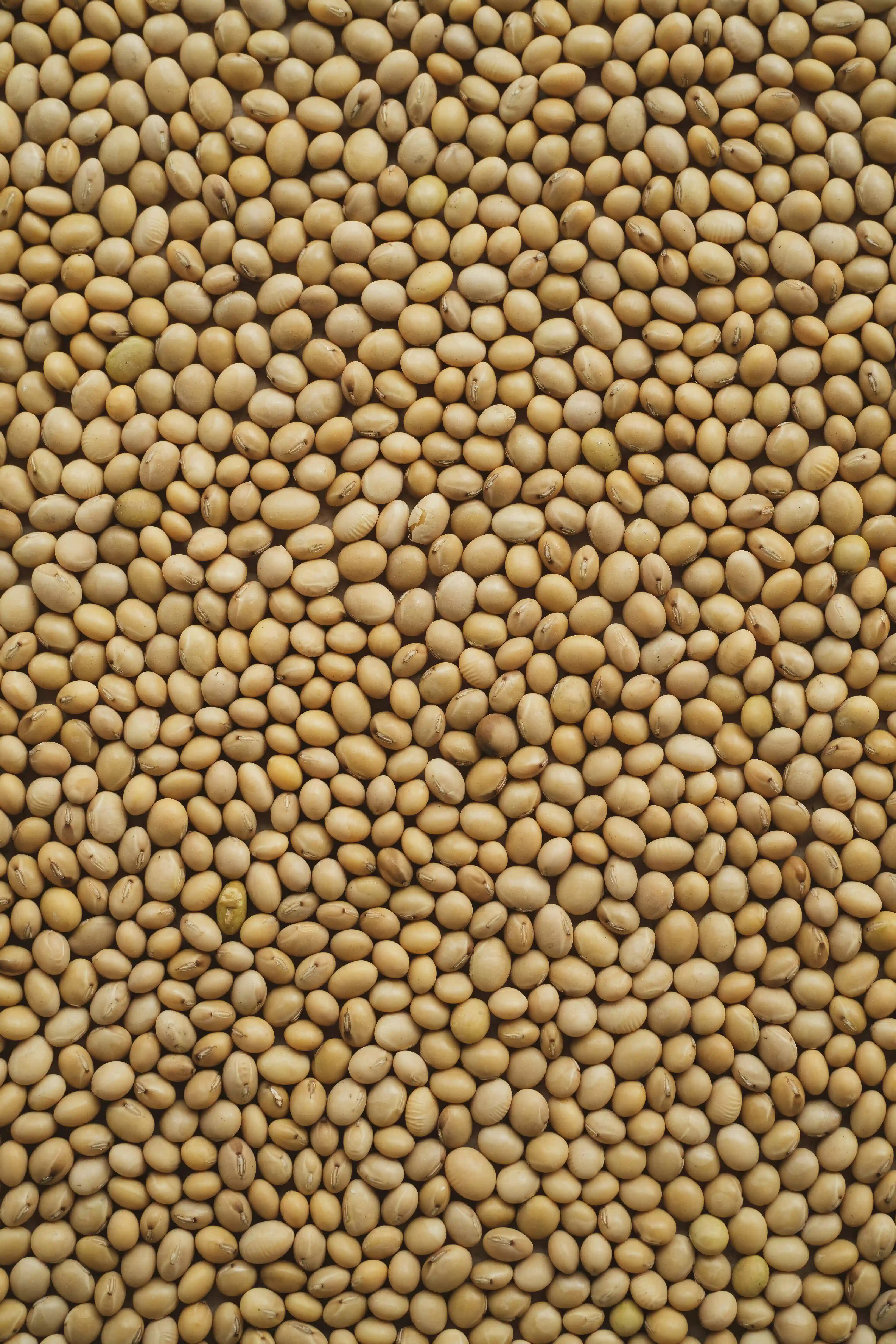 Soybean field
